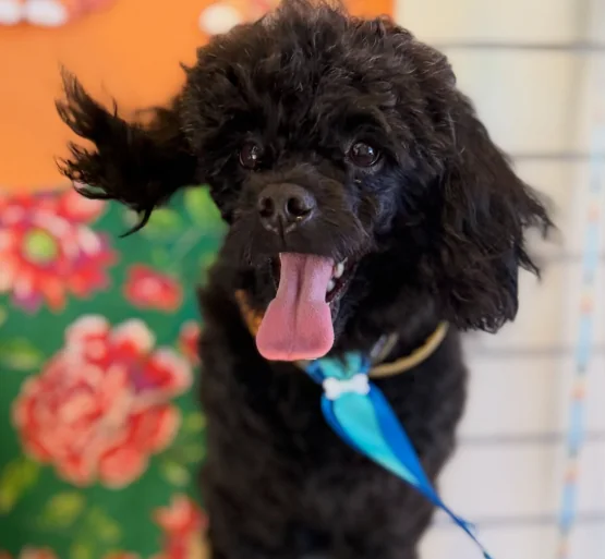 Cachorro preto após cuidados na ForPets